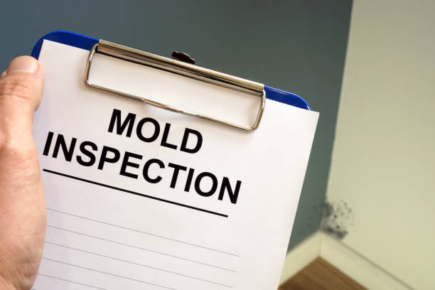 Mold Odor Removal Services in Long Creek, IL